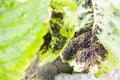 Aphids (Plant lice) on a leaf Royalty Free Stock Photo