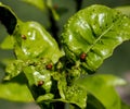 Aphids on a young citrus tree