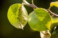 Aphids on a young green leaf of an apple tree. Aphids damage the tree