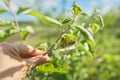 Aphids on young leaves on the apple tree, closeup