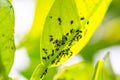 Aphids on young leaves of orange tree in the garden.