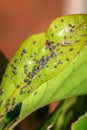Aphis armate Grey stripped aphids feeding Royalty Free Stock Photo