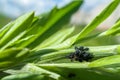 Aphis colony for feeding ants on green plant under sun Royalty Free Stock Photo