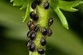 Aphis fabae, black bean aphid Royalty Free Stock Photo