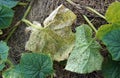 Aphis gossypii on cucumber plant Royalty Free Stock Photo