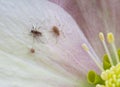 Aphis on hellebore Royalty Free Stock Photo