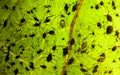 Aphis infection on leaf Royalty Free Stock Photo