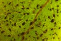 Aphis infection on leaf Royalty Free Stock Photo