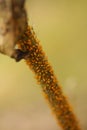 Aphis Nerii (milkweed aphid) colony on stem Royalty Free Stock Photo