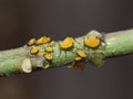 Aphis nerii yellow milkweed aphid Royalty Free Stock Photo