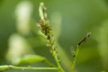 Aphis on a plant Royalty Free Stock Photo