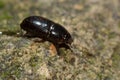 Aphodius granarius dung beetle