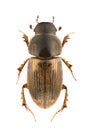 Aphodius prodromus Royalty Free Stock Photo