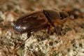 Aphodius prodromus dung beetle