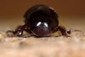 Aphodius rufipes dung beetle head on