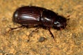 Aphodius rufipes dung beetle