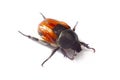 Aphodius scrutator, dung beetle, isolated on a white Royalty Free Stock Photo