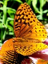Aphrodite Fritillary Butterfly  Coneflower Art Nature Abstract