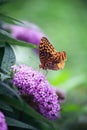 Aphrodite Fritillary Butterfly Feeding on a Purple Butterfly Bush