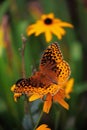 Aphrodite Fritillary Butterfly Feeding on a Black Eyed Susan Flower