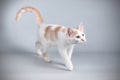 Aphrodite giant cat on colored backgrounds Royalty Free Stock Photo