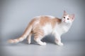 Aphrodite giant cat on colored backgrounds Royalty Free Stock Photo