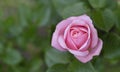 Aphrodite hybrid tea rose in english garden, A beautiful single mid pink rose with medium fragrance, Charming pink flowers in Royalty Free Stock Photo