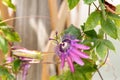 Aphrodites purple nightie passion Passiflora hybrid Royalty Free Stock Photo