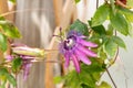 Aphrodites purple nightie passion Passiflora hybrid Royalty Free Stock Photo