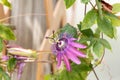 Aphrodites purple nightie passion Passiflora hybrid Royalty Free Stock Photo