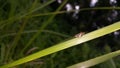 Aphrophora alni, Froghopper, the European alder spittle bug, is a species belonging to the family Aphrophoridae Royalty Free Stock Photo