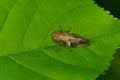 European Alder Spittle Bug - Aphrophora alni