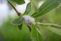 Aphrophoridae willow. Meadow spittlebug on the branches of Salix alba.