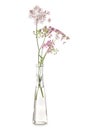 Apiaceae in test tube Royalty Free Stock Photo