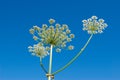 Apiaceae (Umbelliferae). Royalty Free Stock Photo