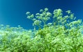 Apiaceae Umbelliferae