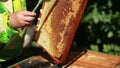 Apiarian collects honey