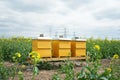 Apiaries, beehives, Beehive with bees colony on the rapeseed field