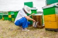 Apiarist, beekeeper barehanded working with bees