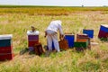 Apiarist, beekeeper is harvesting honey, vintage