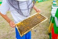 Apiarist, beekeeper is holding barehanded honeycomb with bees