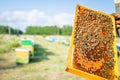 Apiarist, beekeeper is holding honeycomb with bees