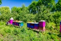 Apiarist, beekeeper is working in apiary, row of beehives, bee farm