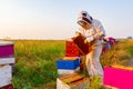 Apiarist, beekeeper is working in apiary, row of beehives, bee farm