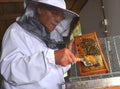 Apiarist detaching honeycomb during honey harvest Royalty Free Stock Photo