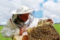 Apiarist and frame with bees. Royalty Free Stock Photo