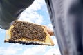 Apiarist Holding Bees