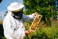 Apiarist inspecting honeycomb full of bees on wooden frame to control situation in bee colony Royalty Free Stock Photo