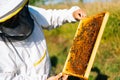 Apiarist wearing protective workwear and gloves looking honeycomb full of bees in summer sunny day