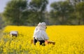 Apiarists in rapeseed field Royalty Free Stock Photo